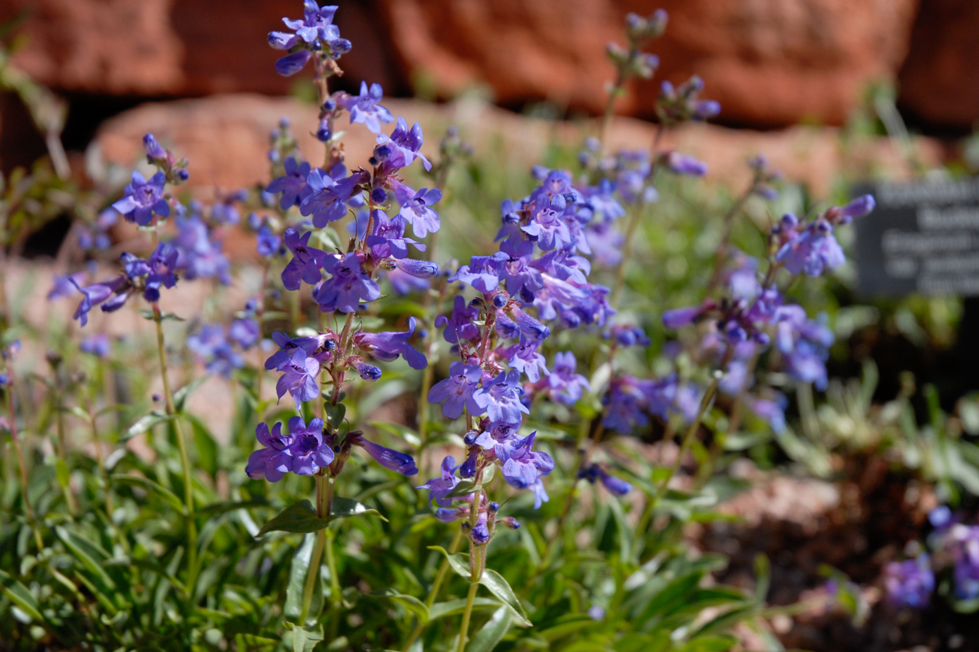 Blue Mist Penstemon